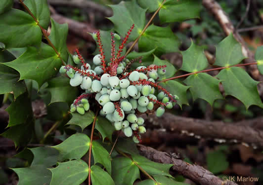 image of Mahonia bealei, Leatherleaf Mahonia, Chinese Mahonia, Holly-grape