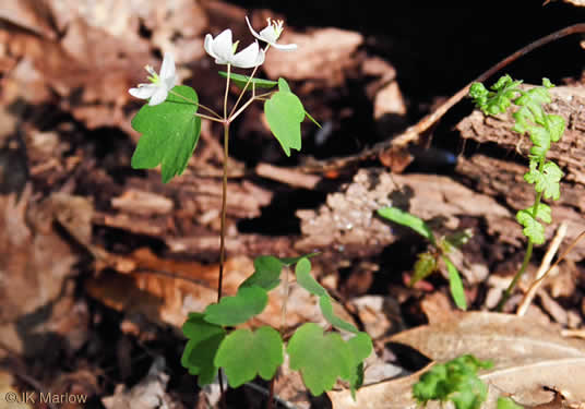 image of Thalictrum thalictroides, Windflower, Rue-anemone