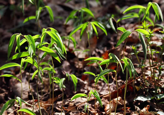 Uvularia sessilifolia, Wild-oats, Sessile-leaf Bellwort, Straw-lily