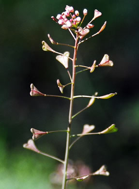 image of Capsella bursa-pastoris, Common Shepherd's Purse