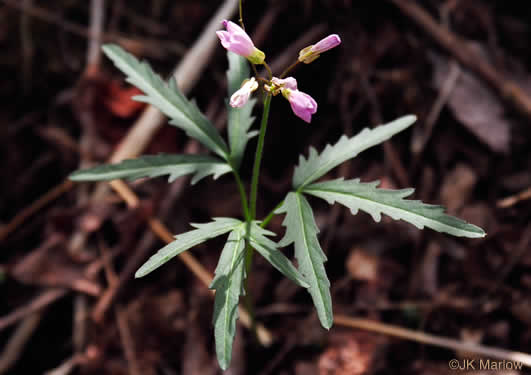leaf or frond of Cardamine concatenata, Cutleaf Toothwort