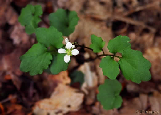 image of Cardamine flagellifera +, Blue Ridge Bittercress