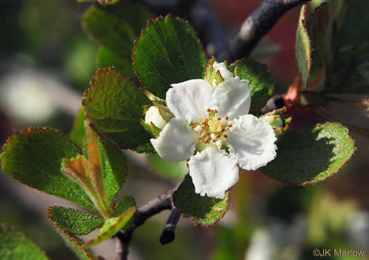 image of Crataegus munda, Dwarf Hawthorn, Restful Hawthorn, Neat Hawthorn