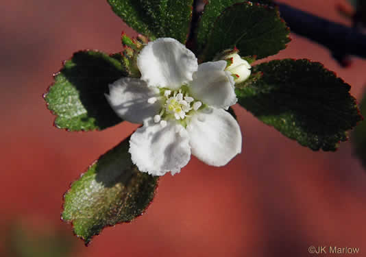 image of Crataegus munda, Dwarf Hawthorn, Restful Hawthorn, Neat Hawthorn
