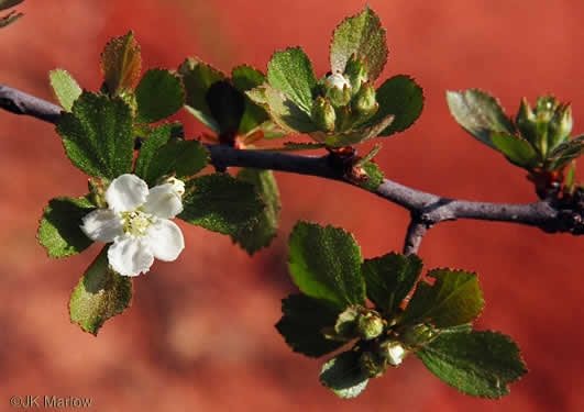 image of Crataegus munda, Dwarf Hawthorn, Restful Hawthorn, Neat Hawthorn