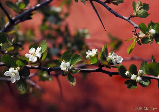 image of Crataegus munda, Dwarf Hawthorn, Restful Hawthorn, Neat Hawthorn