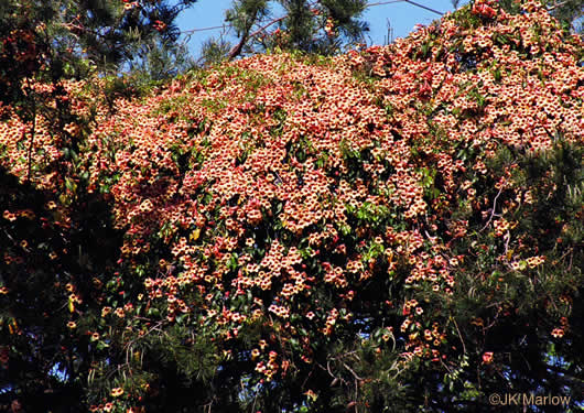 image of Bignonia capreolata, Crossvine