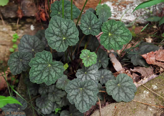 image of Heuchera parviflora var. parviflora, Littleflower Alumroot, Cave Alumroot, Cumberland Grotto Alumroot, Small-flower Alumroot