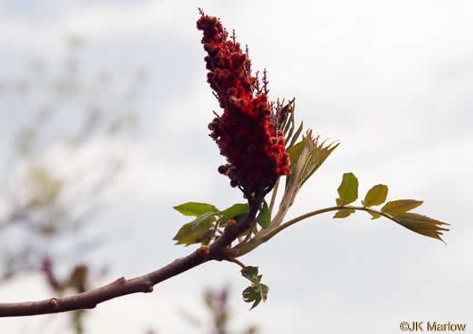 image of Rhus typhina, Staghorn Sumac