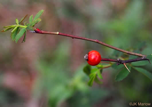 fruit of Rosa carolina ssp. carolina, Carolina Rose