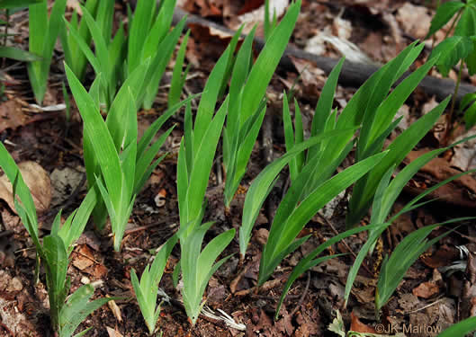 Iris cristata, Dwarf Crested Iris