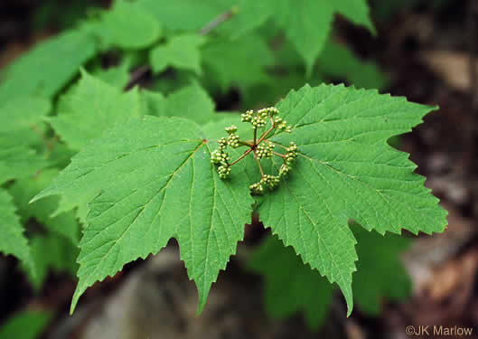 image of Viburnum acerifolium, Mapleleaf Viburnum, Maple-leaved Arrowwood, Dockmackie