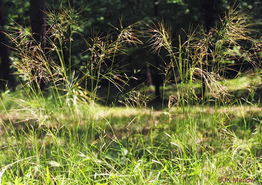 image of Piptochaetium avenaceum, Green Needlegrass, Blackseed Needlegrass, Eastern Needlegrass, Black Oatgrass