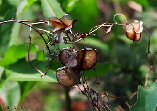 image of Dioscorea quaternata, Whorled Wild Yam, Fourleaf Yam