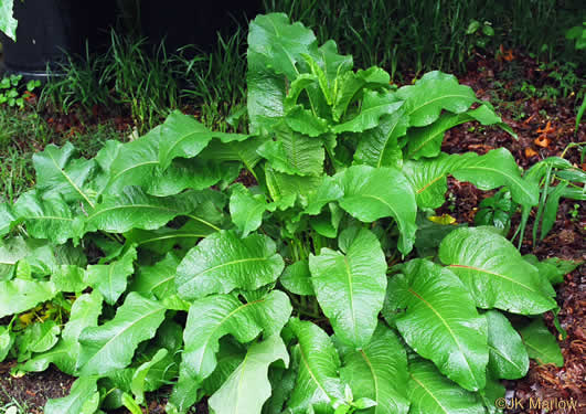 image of Rumex obtusifolius, Bitter Dock, Broadleaf Dock