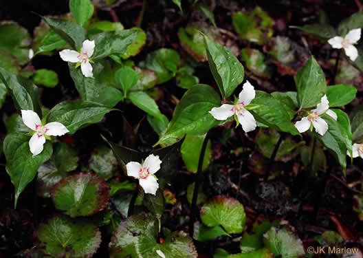 image of Trillidium undulatum, Painted Trillium, Striped Wake-robin