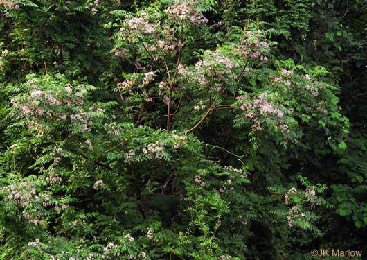 image of Melia azedarach, Chinaberry, Pride-of-India