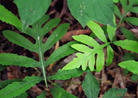 Onoclea sensibilis, Sensitive Fern, Bead Fern