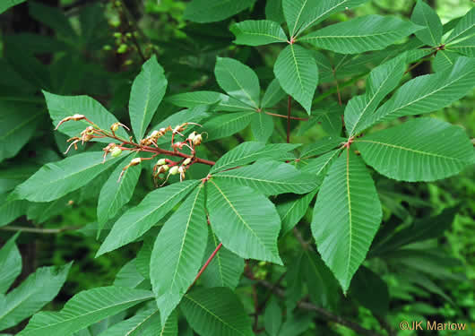 image of Aesculus pavia var. pavia, Red Buckeye