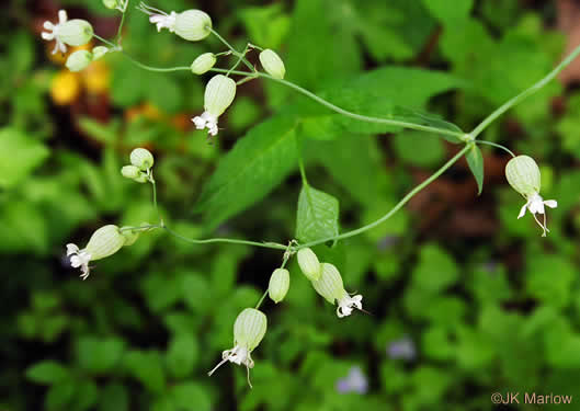 image of Silene vulgaris, Bladder Campion, Maiden's-tears