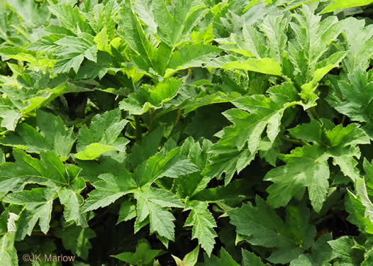 image of Heracleum maximum, Cow-parsnip, American Hogweed, Masterwort