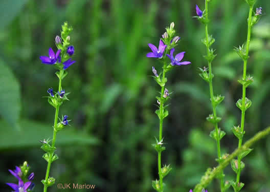 image of Triodanis perfoliata, Clasping Venus's Looking-glass