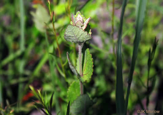 image of Eupatorium rotundifolium, Common Roundleaf Boneset, Common Roundleaf Thoroughwort, Common Roundleaf Eupatorium
