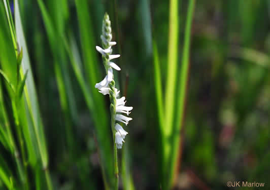 image of Spiranthes tuberosa, Little Ladies'-tresses, Little Pearl-twist