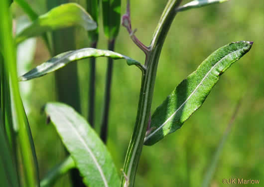 image of Pterocaulon pycnostachyum, Black Snakeroot, Dense-spike Blackroot, Pineland Wingstem