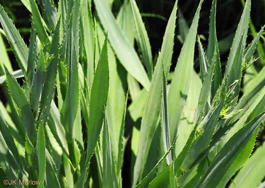 leaf or frond of Eryngium yuccifolium var. yuccifolium, Northern Rattlesnake-master, Button Snakeroot