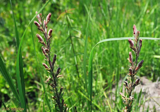 image of Schwalbea americana, American Chaffseed