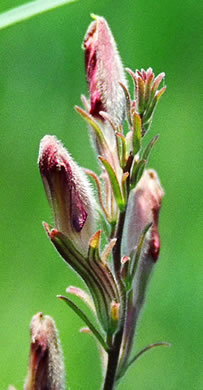 image of Schwalbea americana, American Chaffseed