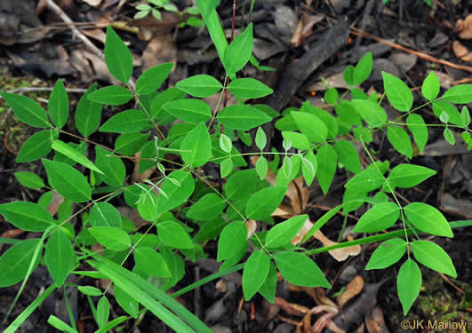 image of Wisteria frutescens var. frutescens, American Wisteria, Swamp Wisteria, Atlantic Wisteria