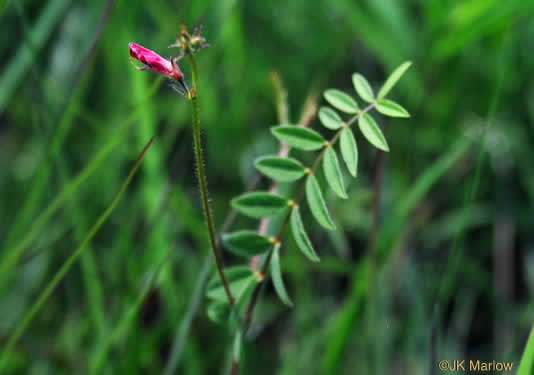 image of Tephrosia hispidula, Sprawling Hoary-pea