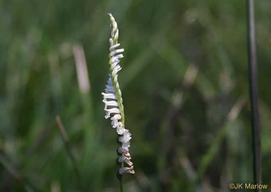 image of Spiranthes tuberosa, Little Ladies'-tresses, Little Pearl-twist