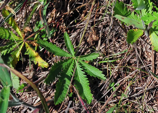 image of Potentilla recta, Rough-fruited Cinquefoil, Sulphur Cinquefoil, Sulphur Five-fingers