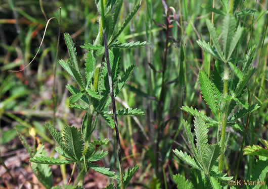 image of Potentilla recta, Rough-fruited Cinquefoil, Sulphur Cinquefoil, Sulphur Five-fingers