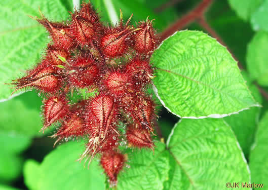 sepals or bracts of Rubus phoenicolasius, Wineberry