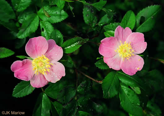 image of Rosa carolina ssp. carolina, Carolina Rose