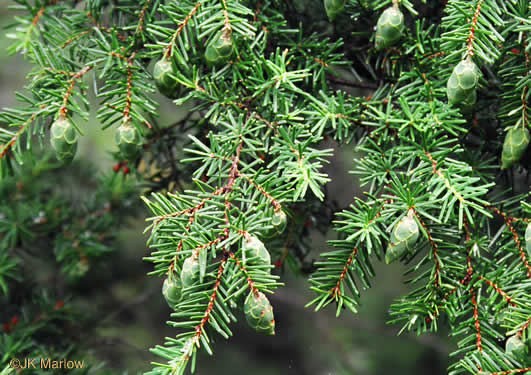 image of Tsuga caroliniana, Carolina Hemlock, Crag Hemlock