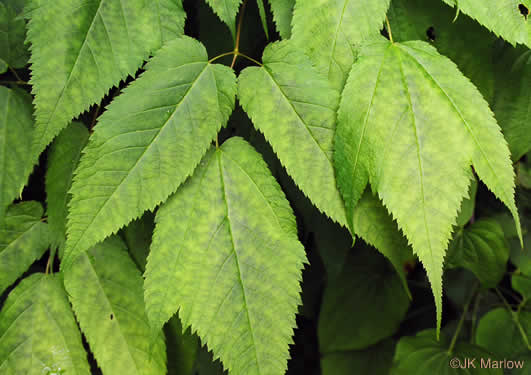 image of Astilbe biternata, Appalachian False Goatsbeard, Appalachian Astilbe