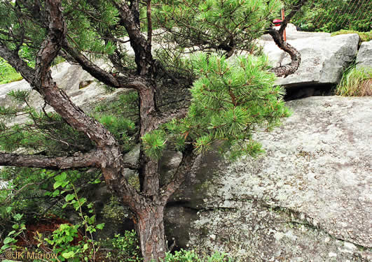 image of Pinus pungens, Table Mountain Pine, Burr Pine, Hickory Pine
