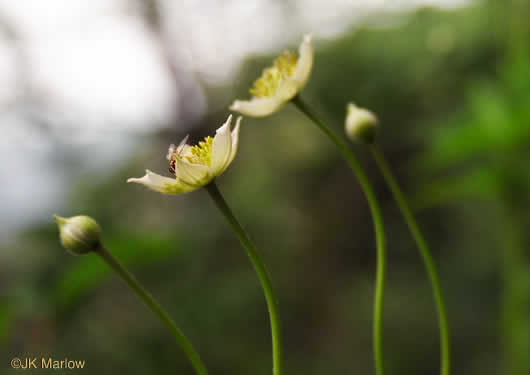 image of Anemone virginiana var. virginiana, Thimbleweed, Tall Thimbleweed, Tall Anemone