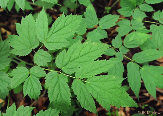 Actaea racemosa, Common Black Cohosh, Early Black Cohosh, Black Snakeroot, black bugbane