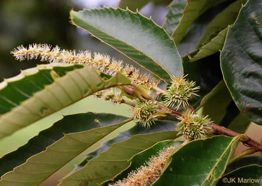 image of Castanea mollissima, Chinese Chestnut