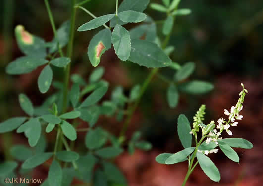 image of Melilotus albus, White Sweetclover, White Melilot