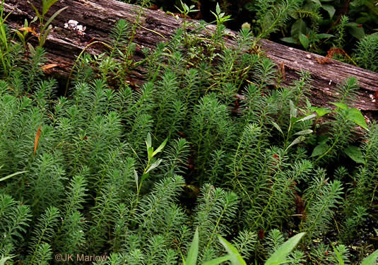 image of Myriophyllum aquaticum, Parrot-feather