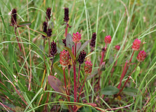 image of Prunella vulgaris var. lanceolata, American Heal-all, American Self-heal, Lance Selfheal