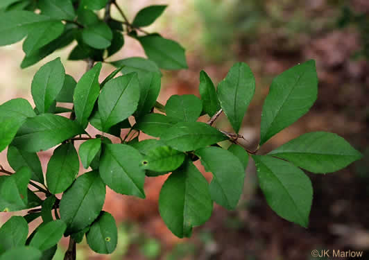 image of Ilex decidua, Possumhaw, Possumhaw Holly