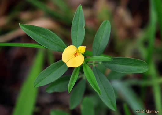 image of Stylosanthes biflora, Pencil-flower, Sidebeak Pencil-flower